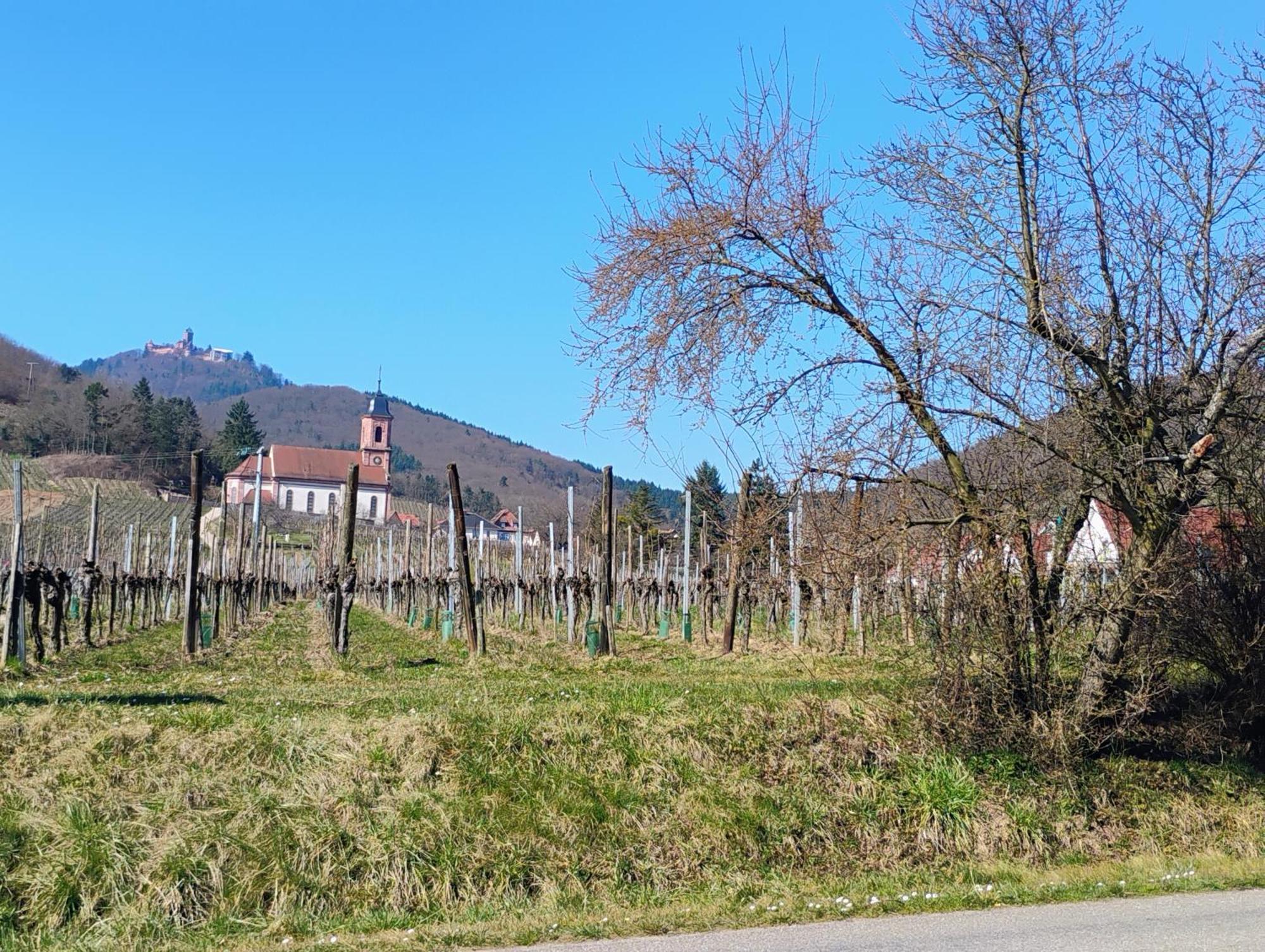 Gite Le Marronnier - Au Calme - Parking & Terrasse - Pres De Colmar Et Riquewihr - Route Des Vins ชาเตอนัวส์ ภายนอก รูปภาพ